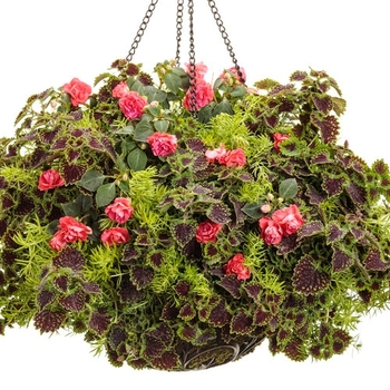 Combination Planter 'East Coast Swing' 