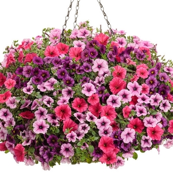 Combination Planter 'Color Shock' 