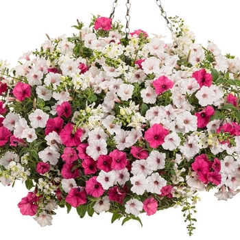 Combination Planter 'Amazing Grace'