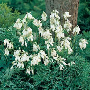 Dicentra formosa 'Aurora' 