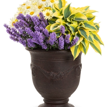 Combination Planter 'Queen Bee' 