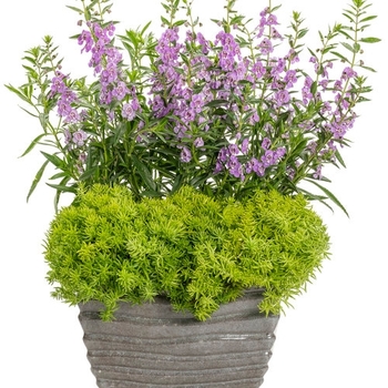 Combination Planter 'Queen Elizabeth' 