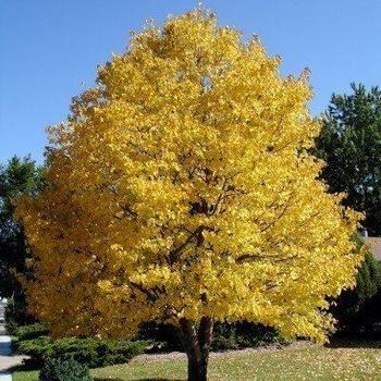 Tilia cordata 'BySkinner' 