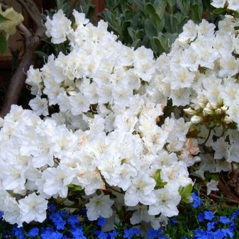 Rhododendron 'Hino White' 