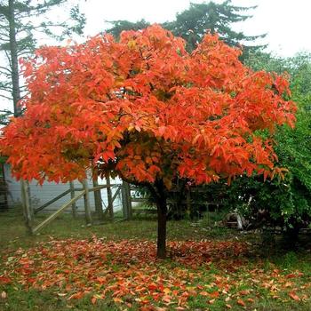 Zelkova serrata 'Kiwi Sunset' 