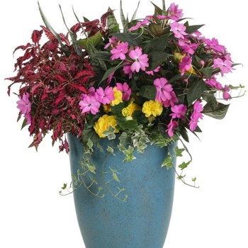 Combination Planter 'Regal Rainbow' 