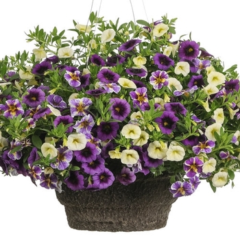 Combination Planter 'Twilight Fog'