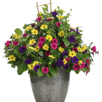 Combination Planter 'Queen Anne' 