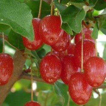 Elaeagnus multiflora 'Red Gem™' 