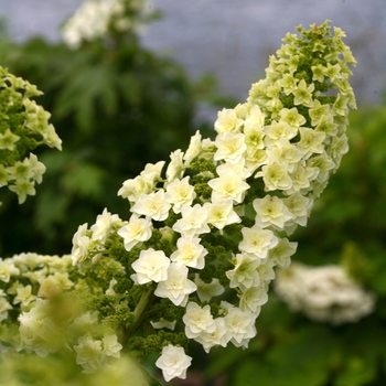 Hydrangea quercifolia 'Gatsby Star®'