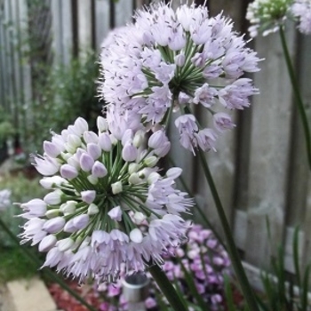 Allium lusitanicum 'Summer Beauty'