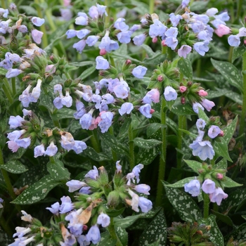 Pulmonaria 'Twinkle Toes' PP30258