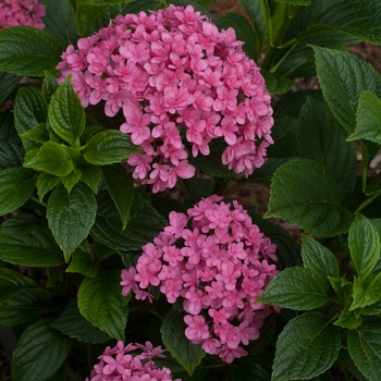 Hydrangea macrophylla 'Paraplu®'