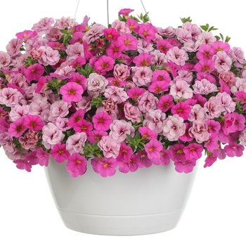 Combination Planter 'Coquette' 