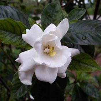 Gardenia jasminoides 'Shooting Star' 