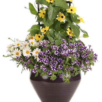 Combination Planter 'Castelmezzano'