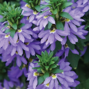 Scaevola aemula 'Blue' 