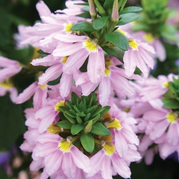 Scaevola aemula Fairy™ 'Pink'