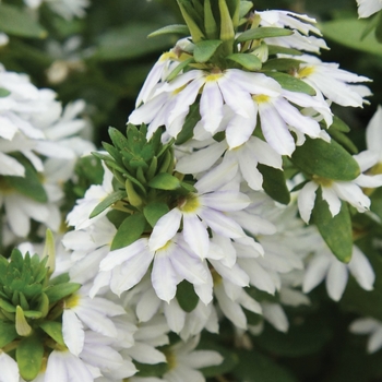 Scaevola aemula Fairy™ 'White'