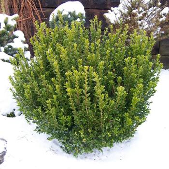 Buxus sinica var. insularis 'Wee Willie®' 