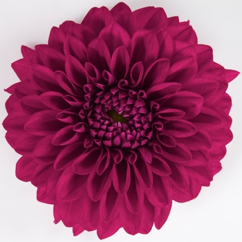 Dahlia Dalina® 'Grande Castillo'