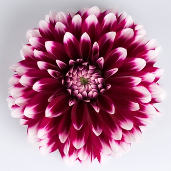 Dahlia Dalina® 'Grande Cancun'