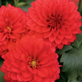 Dahlia 'DA 12' PP19632, Can PBRAF