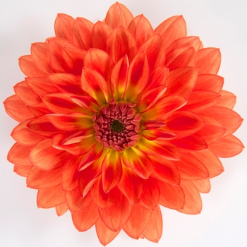 Dahlia 'Grande Emilio' 