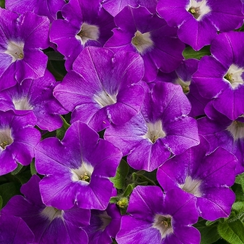 Petunia 'Morning Glory Charm' 