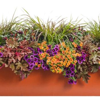 Combination Planter 'Orange Country' 