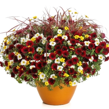 Combination Planter 'Fresh Flames'