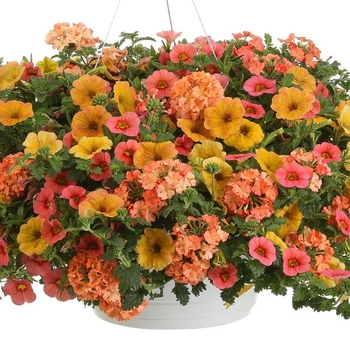 Combination Planter 'Beach Sunset'