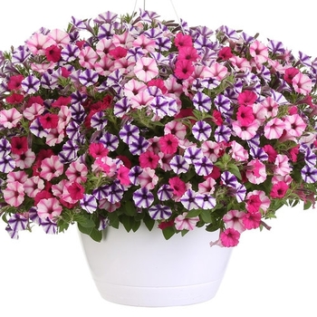 Combination Planter 'Sweet Star'