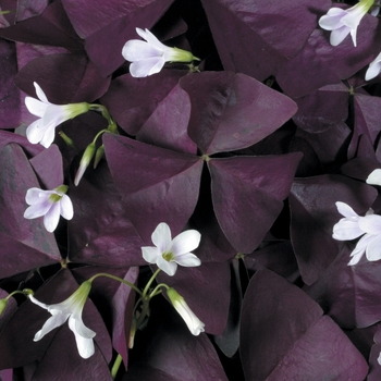 Oxalis Charmed® 'Wine'