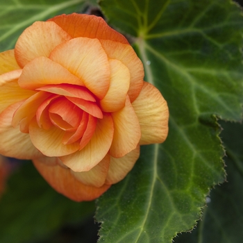 Begonia x tuberhybrida Illumination® 'Apricot Shades'