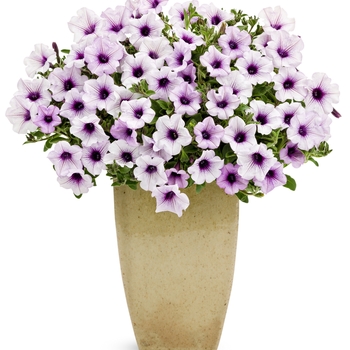 Petunia 'CONBLUE' PP 13,543 & Can. 1605