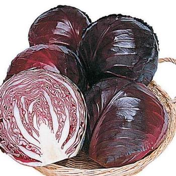 Brassica oleracea 'Ruby Perfection' 