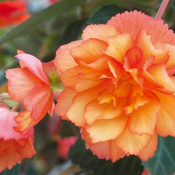 Begonia x tuberhybrida 'Golden Picotee' 