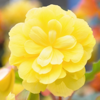 Begonia x tuberhybrida Illumination® 'Lemon'