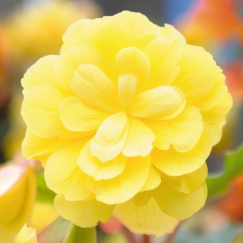 Begonia x tuberhybrida 'Lemon' 