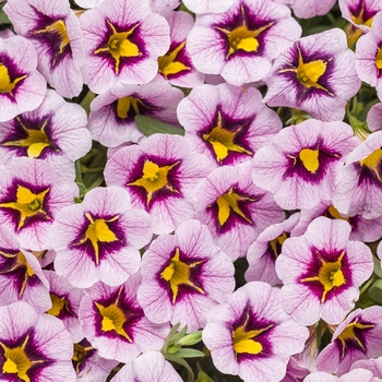 Calibrachoa Superbells® 'Morning Star™'