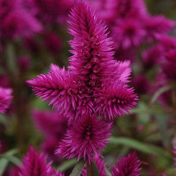 Celosia argentea 'Intenz Classic' 