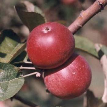 Malus domestica 'Kingston Black' 