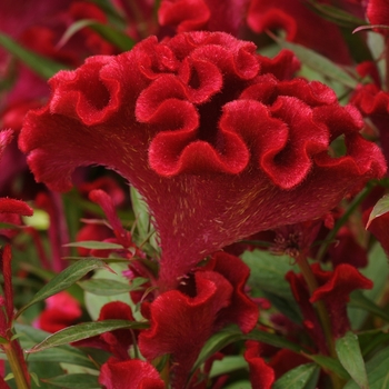 Celosia cristata 'Twisted Red Improved'