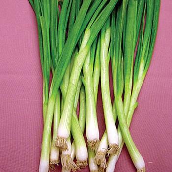 Allium cepa 'White Lisbon' 