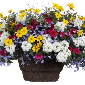 Combination Planter 'Jubilant'