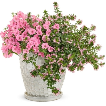 Combination Planter 'Pure Pink'