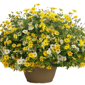 Combination Planter 'Fort Knox' 