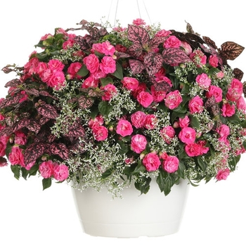 Combination Planter 'Gloria Rose'