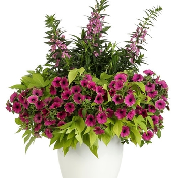 Combination Planter 'Breathless'